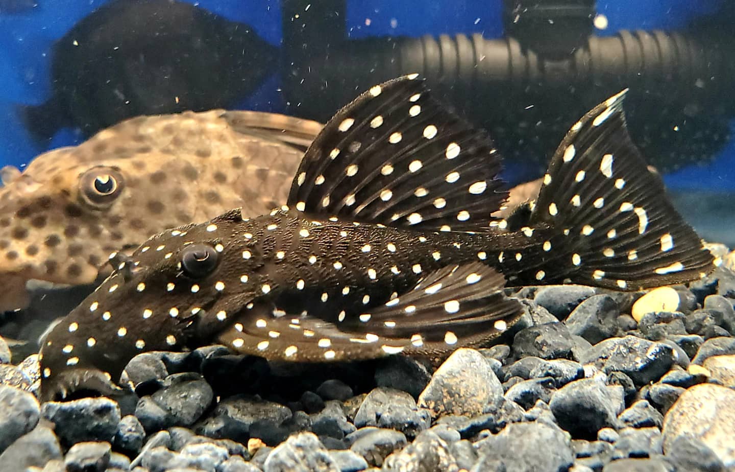 Galaxy (L-07) Plecostomus Galaxy (L-07) Plecostomus