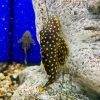 Gold Nugget Plecostomus Gold Nugget Plecostomus
