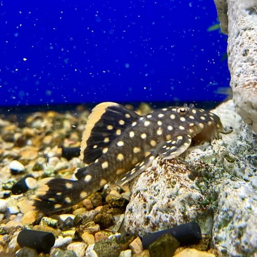 Alternative view of Gold Nugget Plecostomus