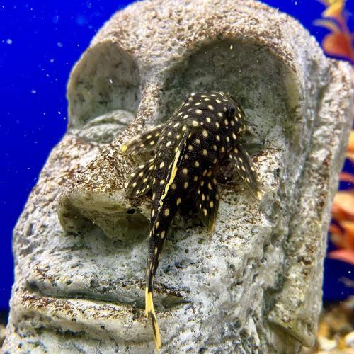 Gold Nugget Plecostomus