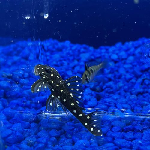 Alternative view of Gold Spotted (L-136) Plecostomus