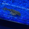 Gold Spotted (L-136) Plecostomus