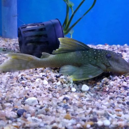Green Phantom (L-200) Plecostomus