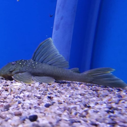 Alternative view of Green Phantom (L-200) Plecostomus