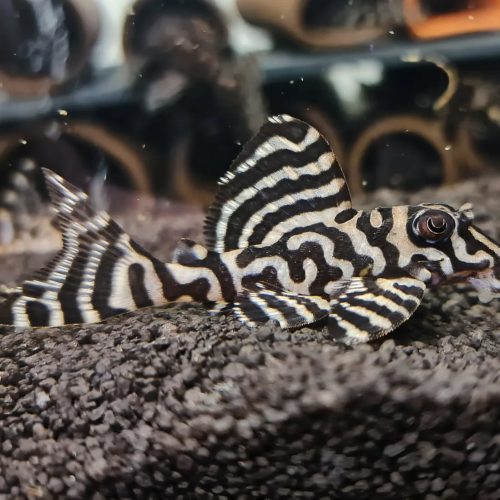 Gypsy King Tiger (L-66) Plecostomus