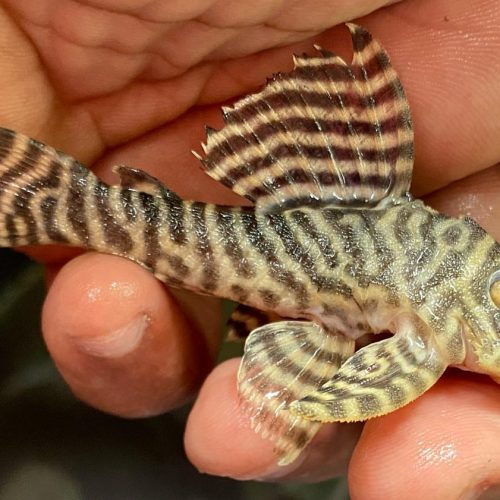 L333 Yellow King Tiger Pleco (Hypancistrus sp.)