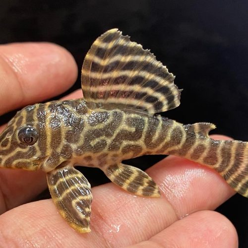 Alternative view of L333 Yellow King Tiger Pleco (Hypancistrus sp.)
