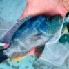 African Cichlid | Livingstonii Cichlid Livingstonii Cichlid for sale