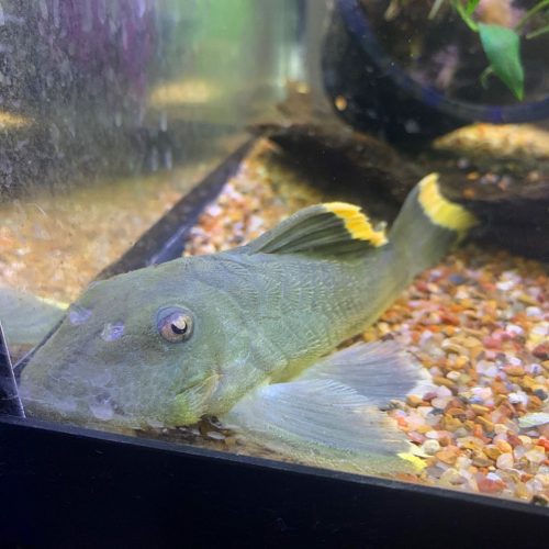 Mango (L-47) Plecostomus