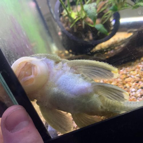 Alternative view of Mango (L-47) Plecostomus