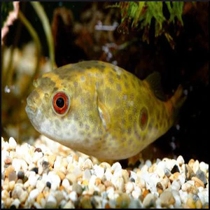 Mekong Puffer Fish For Sale
