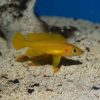 Orange Leleupi Cichlid