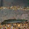 Ornate Bichir, Captive-Bred Ornate Bichir, Captive-Bred