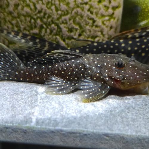 Peppermint (L-31) Plecostomus