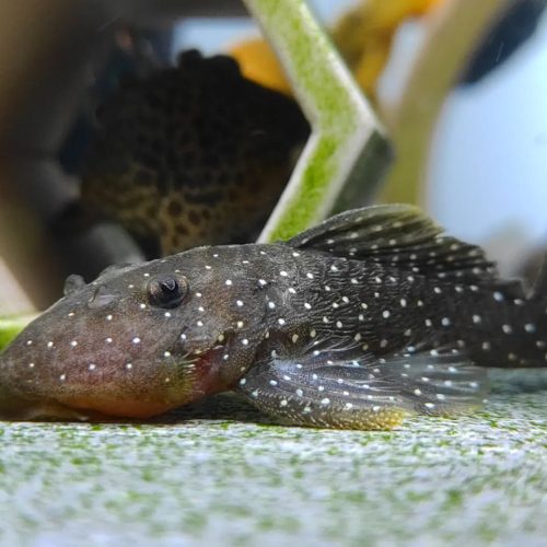 Alternative view of Peppermint (L-31) Plecostomus