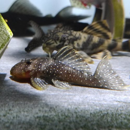 Peppermint (L-31) Plecostomus Peppermint (L-31) Plecostomus