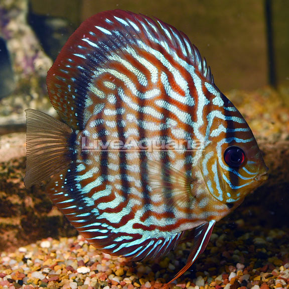 Red Turquoise Discus Red Turquoise Discus