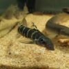 Synodontis Brichardi Catfish
