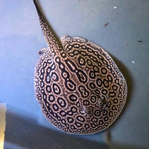 Female - Pearl Stingray For Sale Online