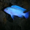cobalt blue zebra cichlid for sale