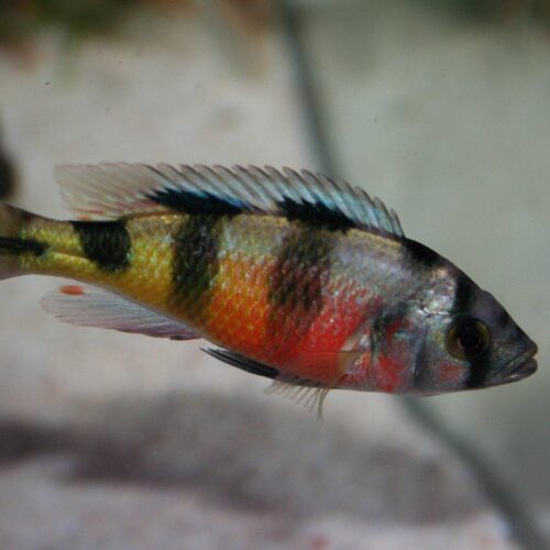 African Cichlid Obiquidens