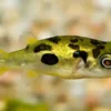 Malabar Dwarf Puffer Pea Puffer