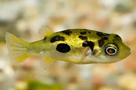 Malabar Dwarf Puffer Pea Puffer