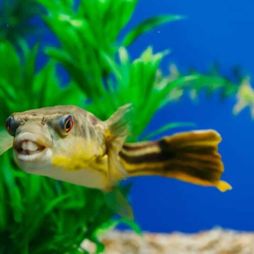 Fahaka Pufferfish