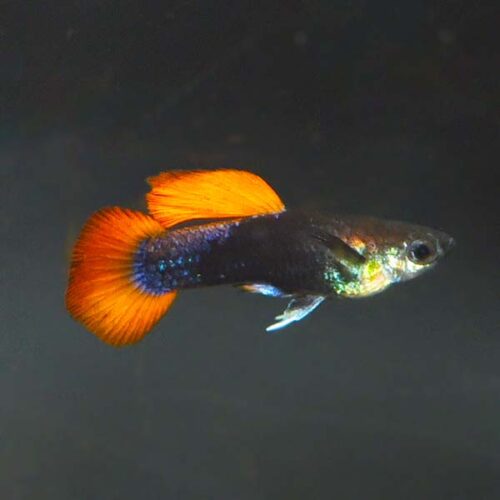 Red Koi Tux Guppy, Male