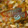 Rachovi Killifish