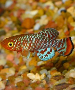 Rachovi Killifish