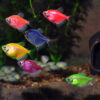 GloFish® Tetra Packs GloFish® Tetra Packs
