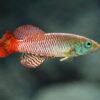 Guentheri Killifish Guentheri Killifish