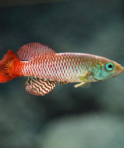 Guentheri Killifish