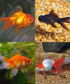 Fancy Goldfish 20 Pack
