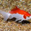 Wakin Goldfish