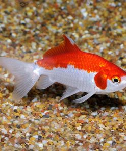Wakin Goldfish