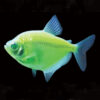 GloFish®, Electric Green® Tetra GloFish®, Electric Green® Tetra