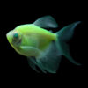 GloFish®, Electric Green® Longfin Tetra GloFish®, Electric Green® Longfin Tetra