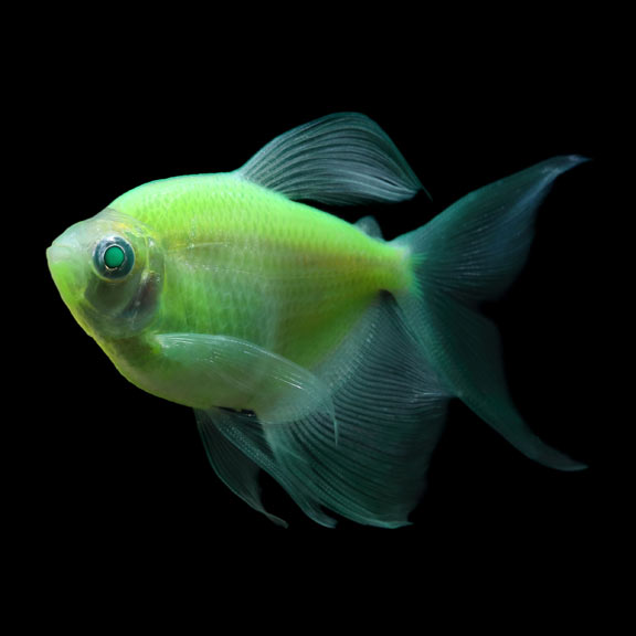 GloFish®, Electric Green® Longfin Tetra GloFish®, Electric Green® Longfin Tetra