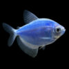 GloFish®, Cosmic Blue® Tetra GloFish®, Cosmic Blue® Tetra