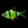 GloFish®, Electric Green® Barb GloFish®, Electric Green® Barb
