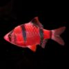 GloFish®, Starfire Red® Barb GloFish®, Starfire Red® Barb