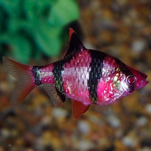 GloFish®, Galactic Purple® Barb GloFish®, Galactic Purple® Barb