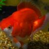 Premium Jumbo Ryukin Goldfish, Assorted Premium Jumbo Ryukin Goldfish, Assorted