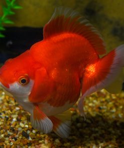 Premium Jumbo Ryukin Goldfish, Assorted