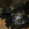 Black Oranda Goldfish
