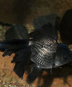 Black Oranda Goldfish
