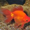 Red Ryukin Goldfish