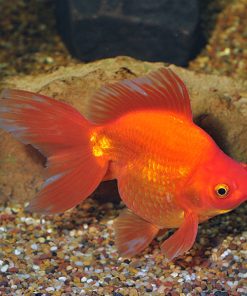 Red Ryukin Goldfish